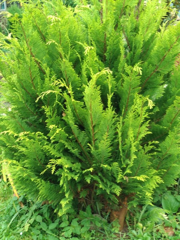 Chamaecyparis lawsoniana Alumigold