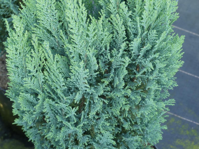 Chamaecyparis lawsoniana columnaris кипарисовик Лавсона Колумнарис