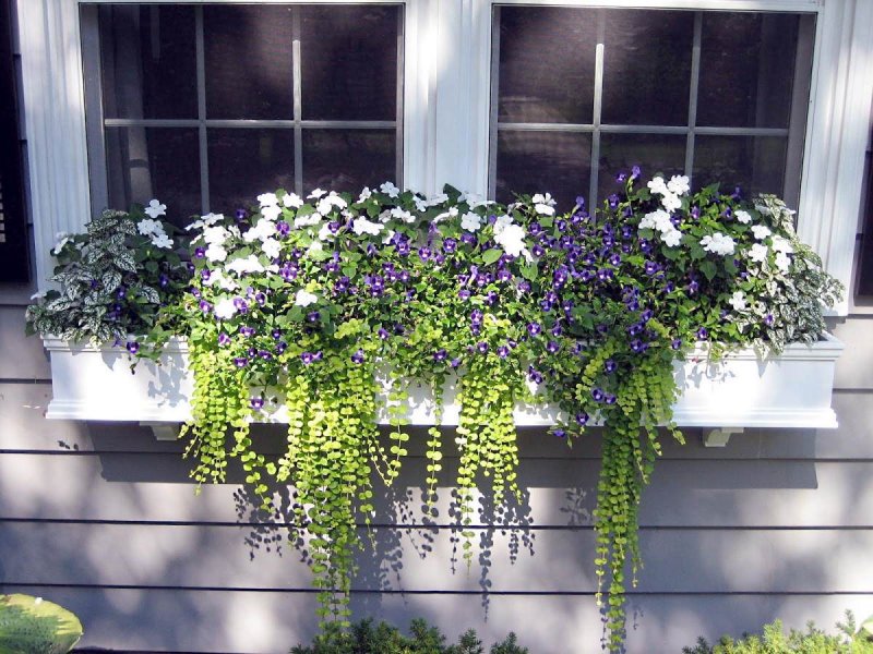 Dichondra repens