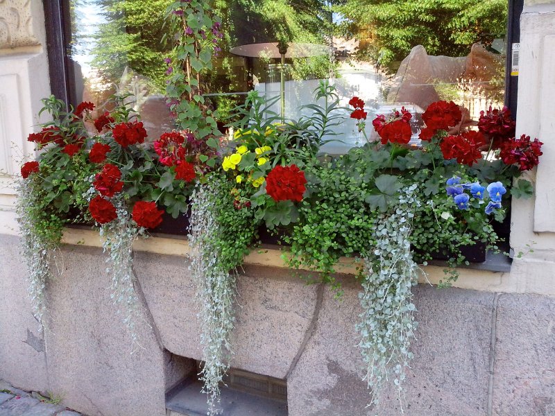 Дихондра с пеларгонией (75 фото)