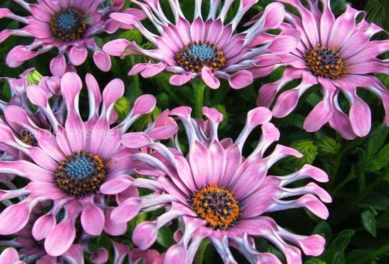 Остеоспермум Flower Power микс