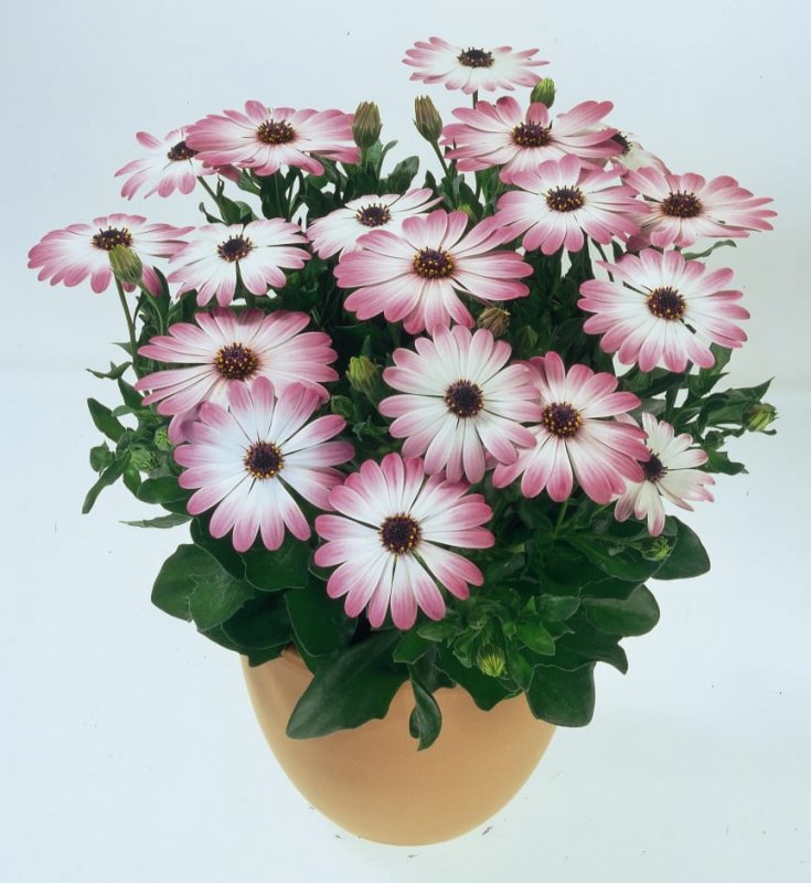 Остеоспермум Double Pink