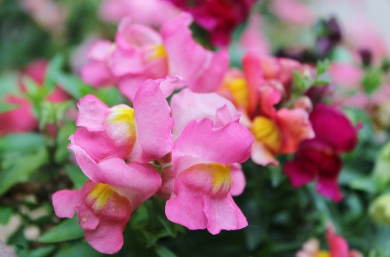 Antirrhinum graniticum