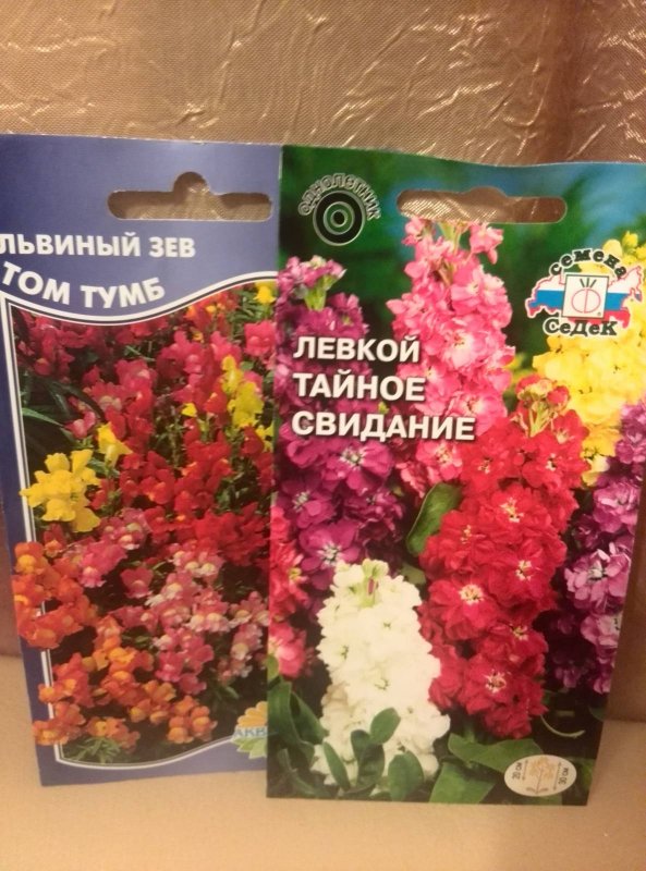 Львиный зев на клумбе