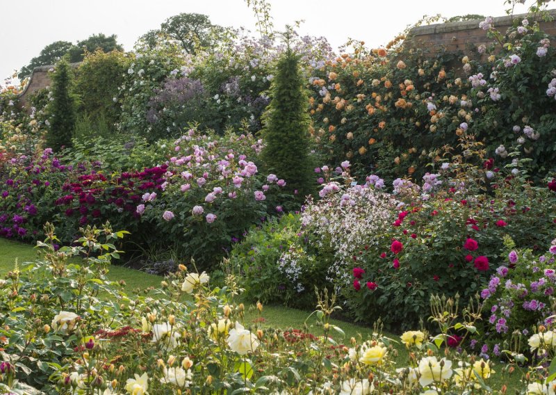 Сад роз Дэвида Остина David Austin Rose Garden Великобритания