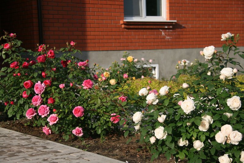 Розы Остина бордюрные