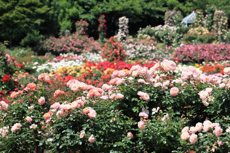 Keisei Rose Garden Япония