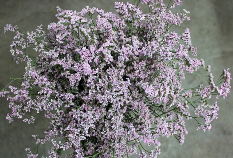 Лимониум Limonium latifolium Robert Butler