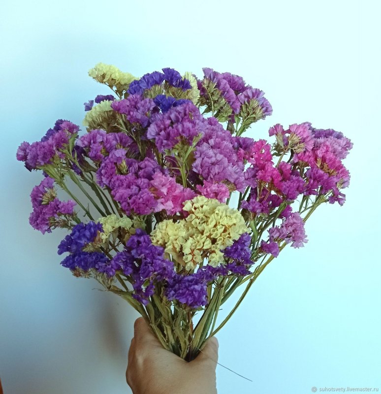 Статица синяя