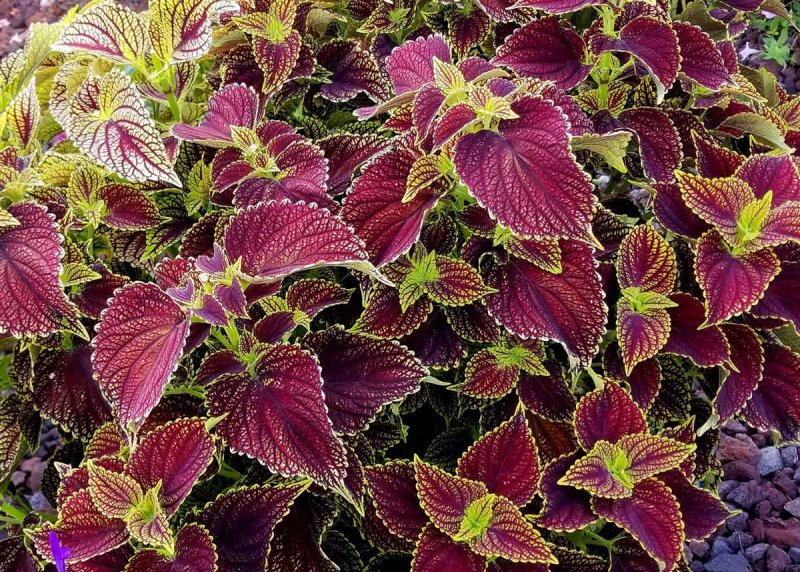 Coleus Canina цветок