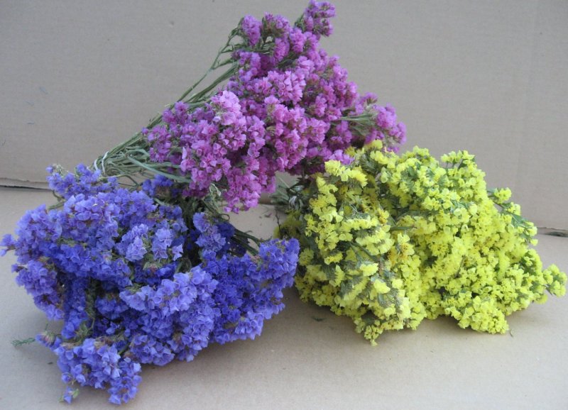Кермек (Limonium)