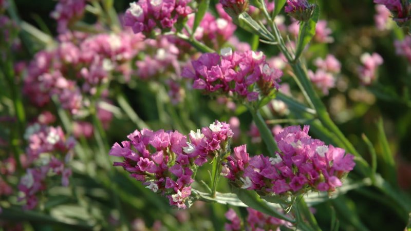 Кермек обыкновенный (Limonium vulgare)
