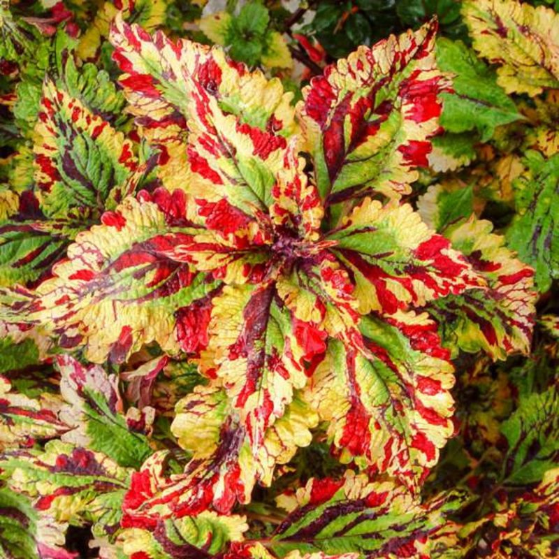 Колеус Coleus Spicy
