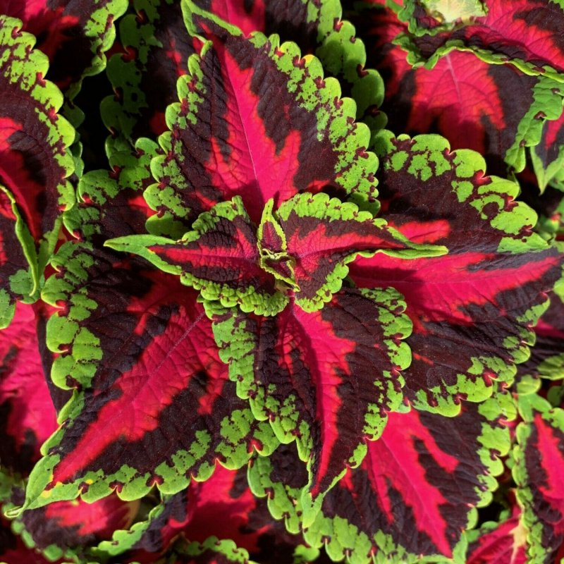 Колеус Coleus Juliet Quartermain