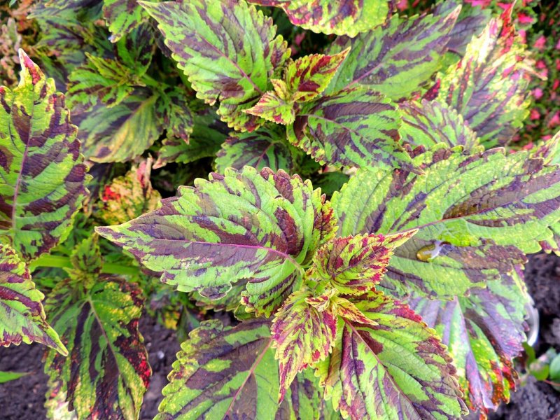 Колеус Ренельта Coleus rehneltianus