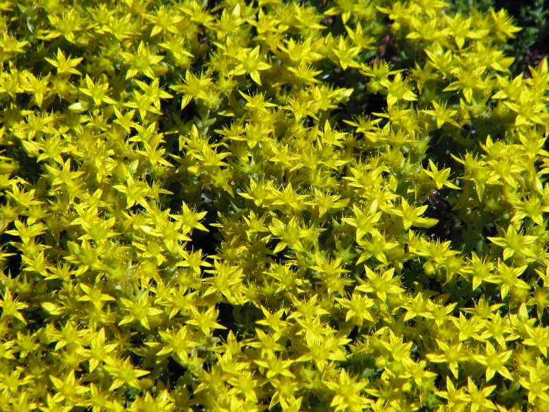 Sedum acre Yellow Queen