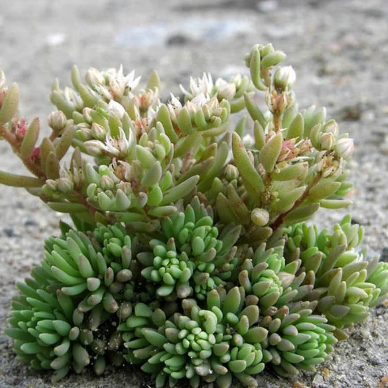 Растение Sedum hispanicum