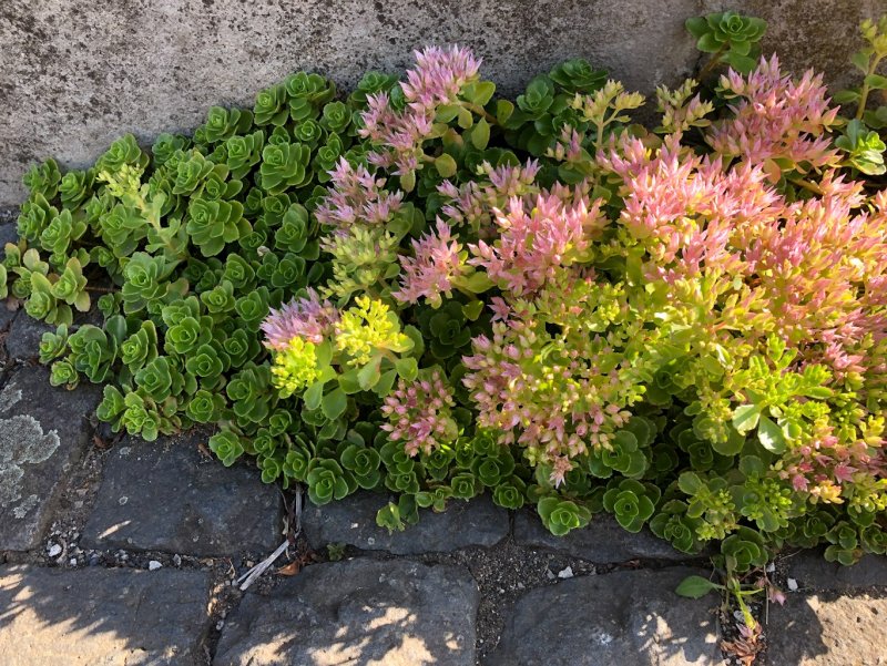 Очиток ложный (Sedum spurium)