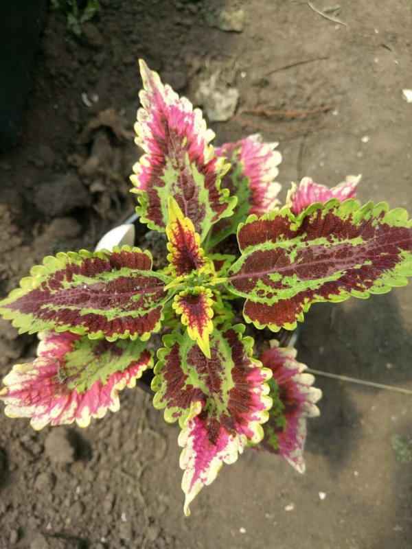 Колеус Coleus ridiculous