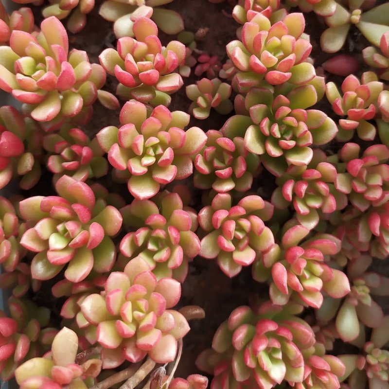 Sedum Joyce Tulloch