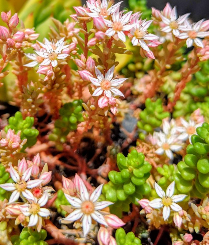 Очиток Курильский (Sedum kurilense)