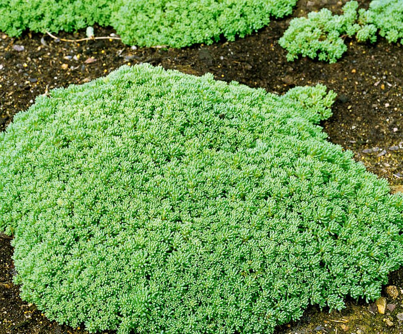 Sedum Rubens Lizard