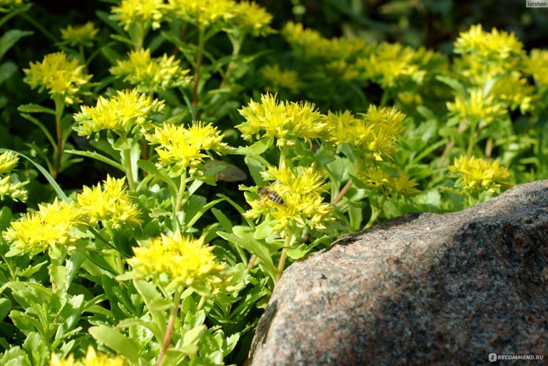 Очиток живучий Sedum Aizoon
