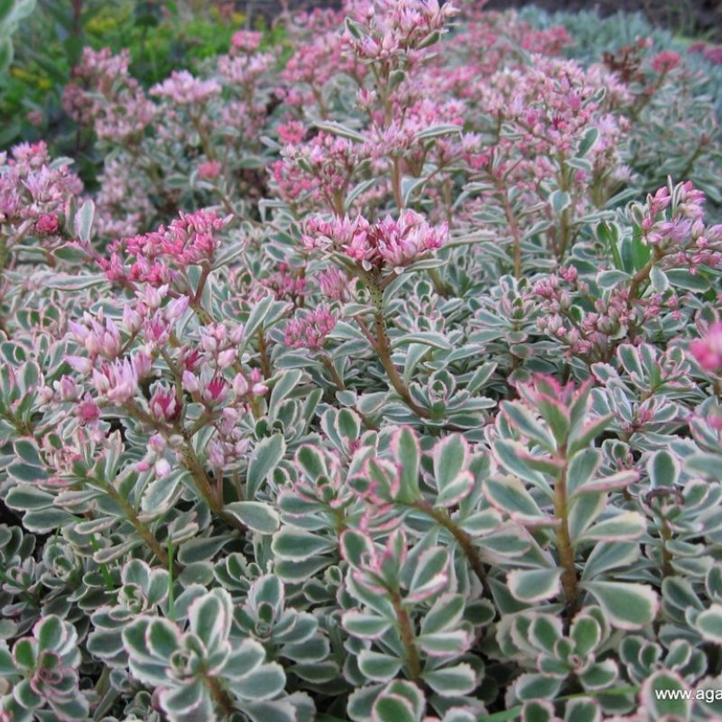 Седум spurium variegatum