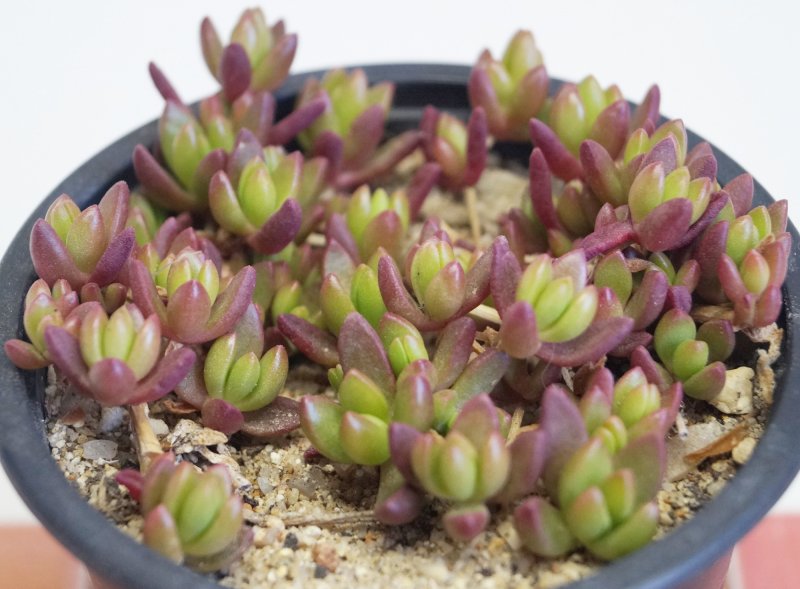 Очиток Вайнберга (Sedum weinbergii