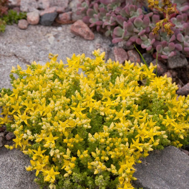 Очиток едкий (Sedum acre `Aureum`)