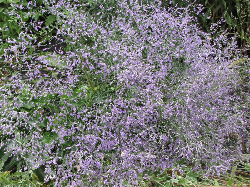 Кермек Limonium latifolium