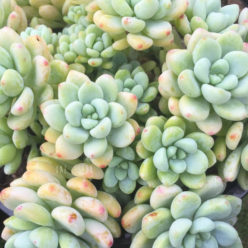 Суккулент Sedum clavatum