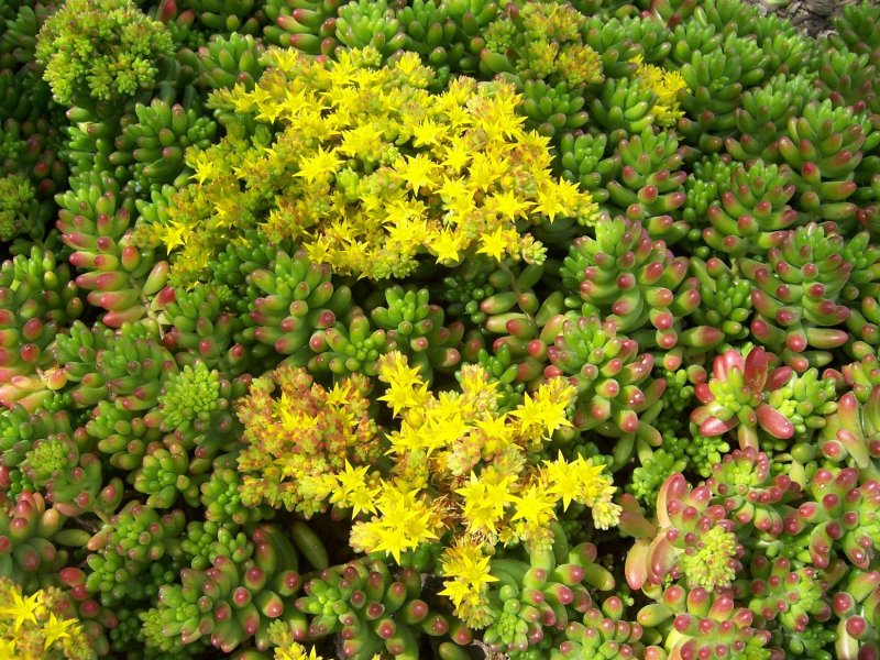 Очиток Sedum
