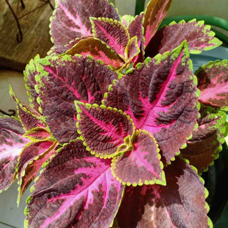 Колеус Coleus Juliet Quartermain