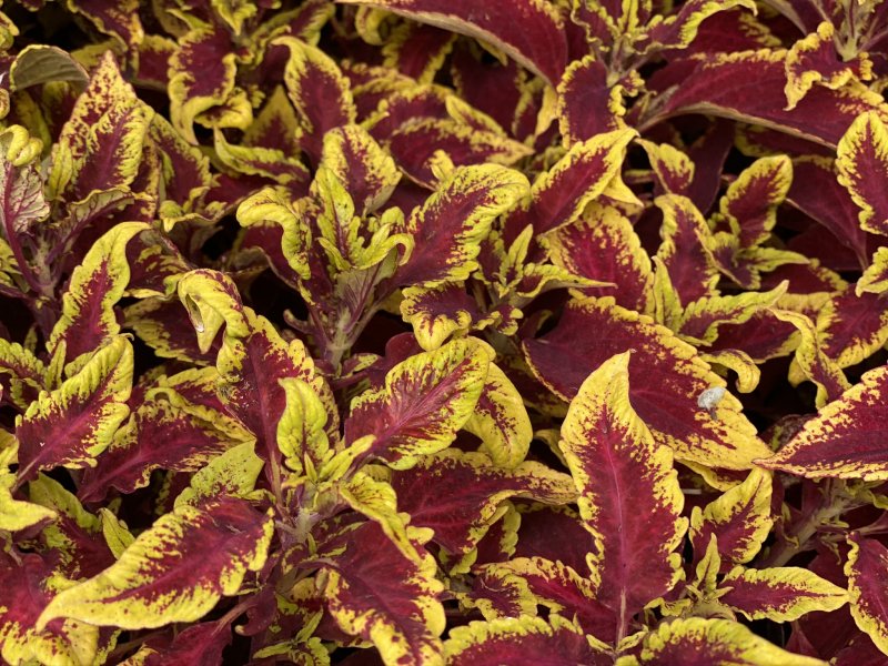 Колеус Coleus Combat