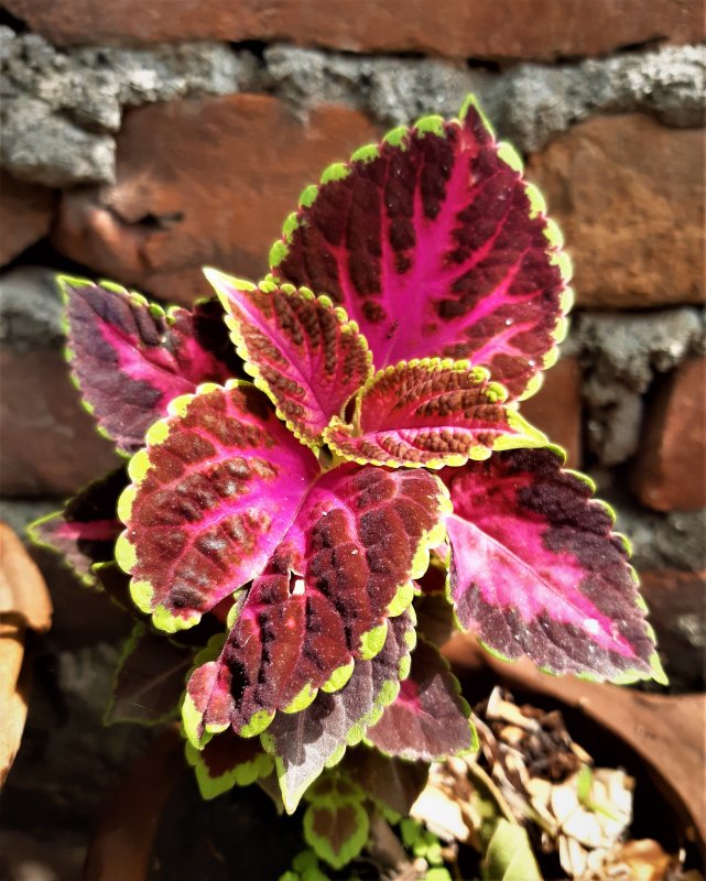 Колеус Purple