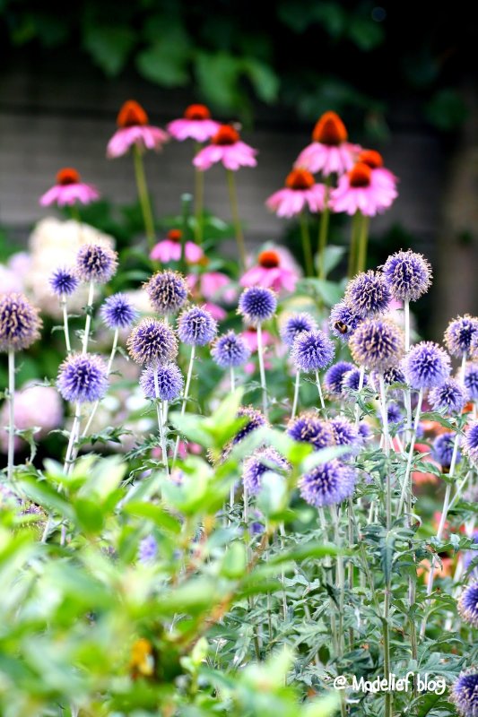 Эхинацея Echinops