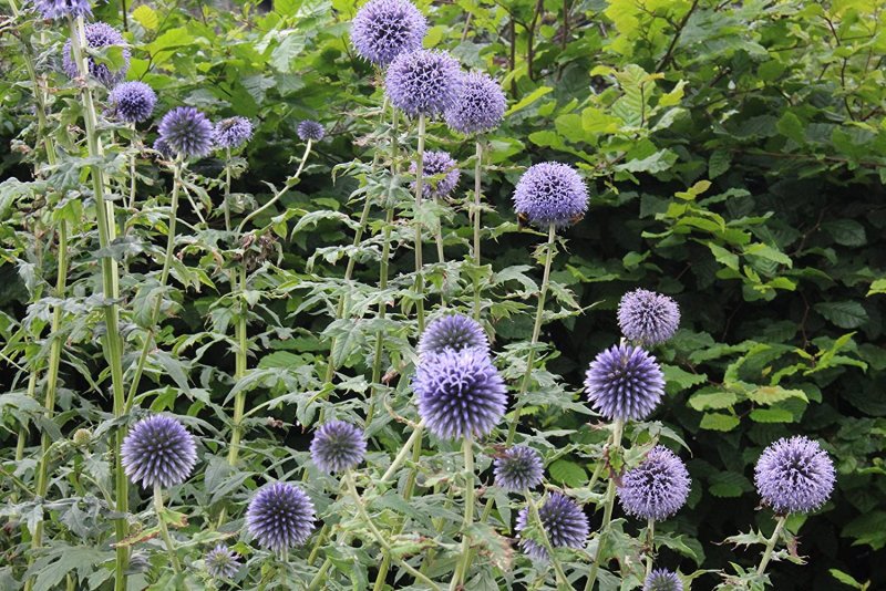 Мордовник обыкновенный (Echinops ritro)