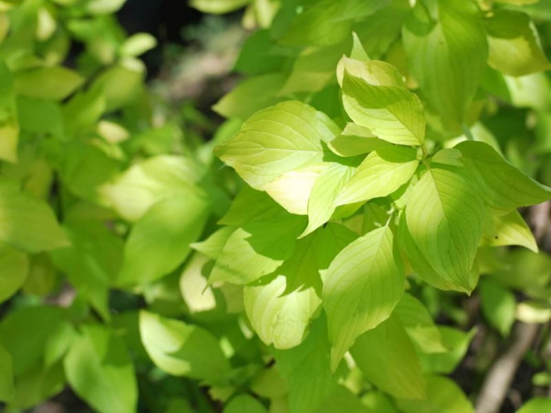 Дерен белый (Cornus Alba `Aurea`)