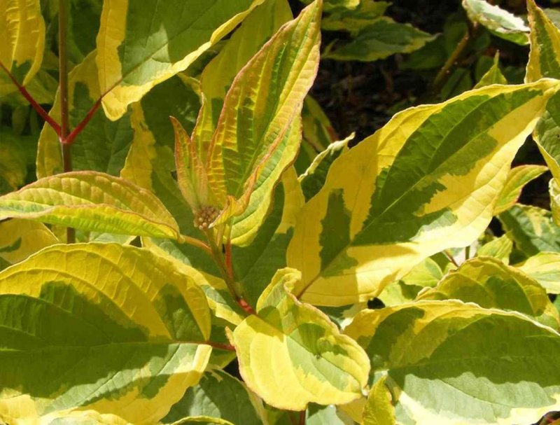 Cornus Alba 'Gouchaultii'