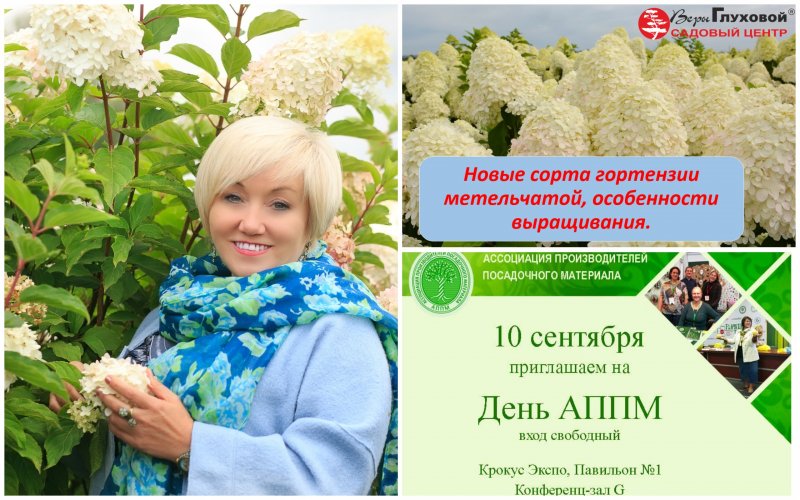 Гортензия метельчатая у веры Глуховой