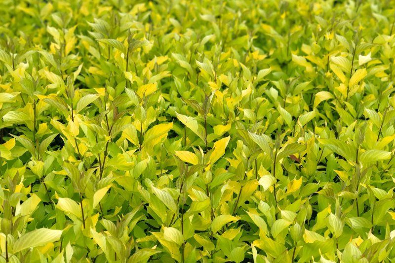 Cornus Alba 'Aurea'