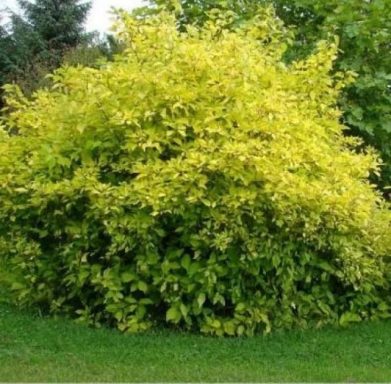 Дерен белый Ауреа Cornus Alba Aurea
