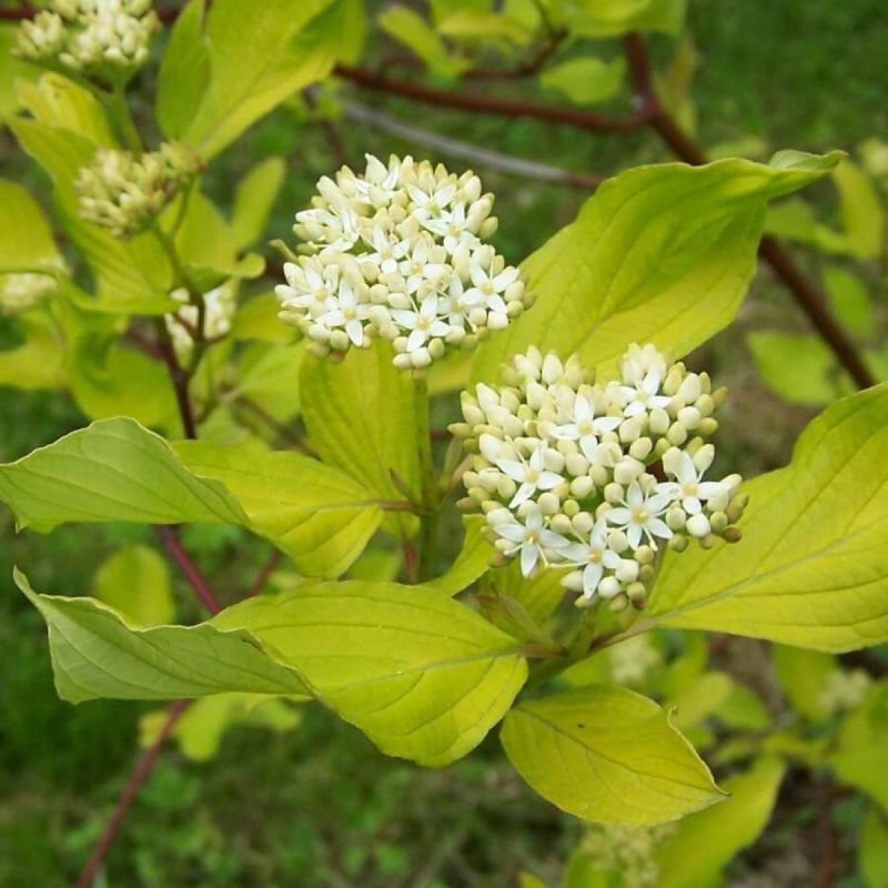 Дерен белый Ауреа (Aurea)
