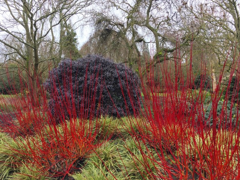 Cornus Alba 'Aurea'