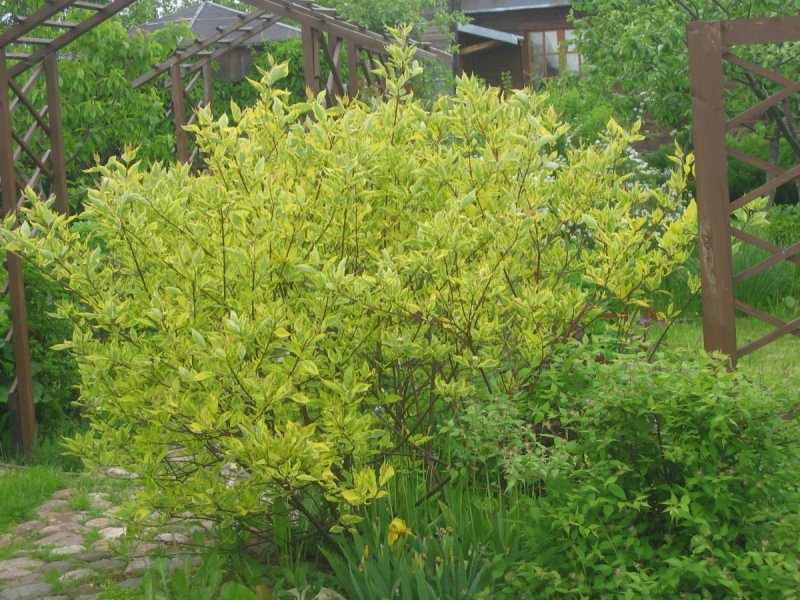 Cornus Alba 'Gouchaultii'