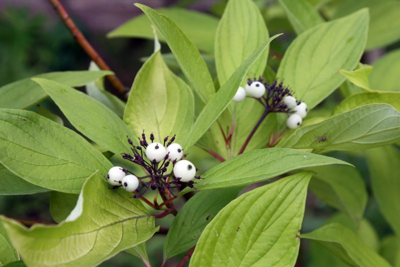 Дерен белый (Cornus Alba `Aurea`)