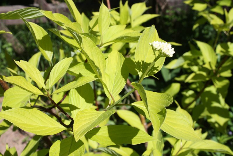 Cornus Alba 'Aurea'