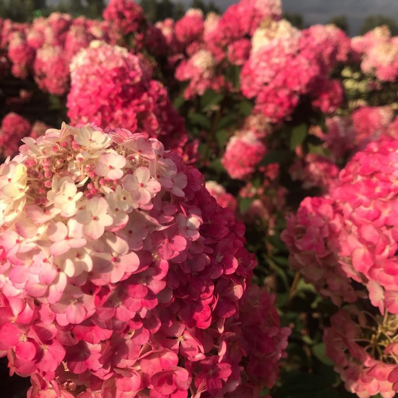 Гортензия метельчатая (Hydrangea paniculata Samarskya Lydia) p8 хит