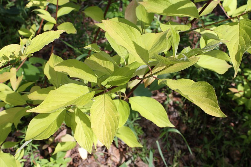 Дерен белый (Cornus Alba `Aurea`)